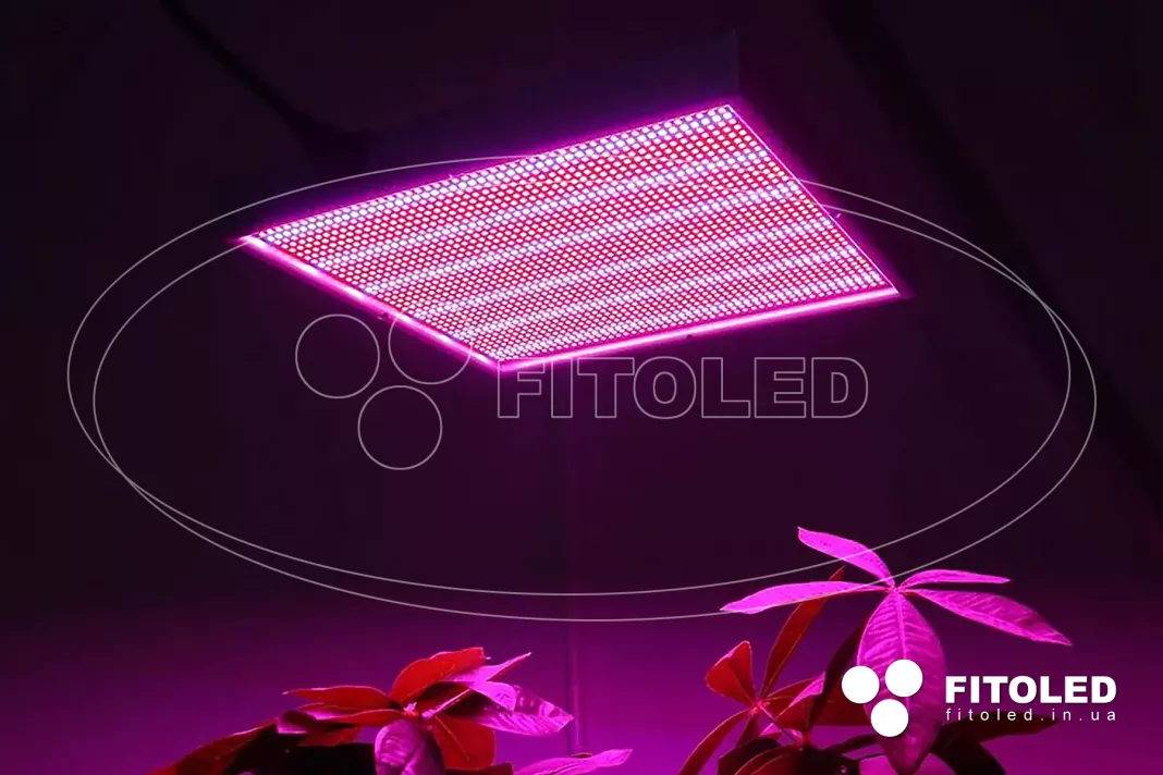 LED panel lamps for plants